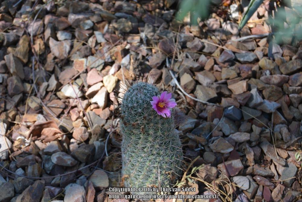 Photo of Arizona Fishhook Cactus (Cochemiea grahamii) uploaded by mcvansoest