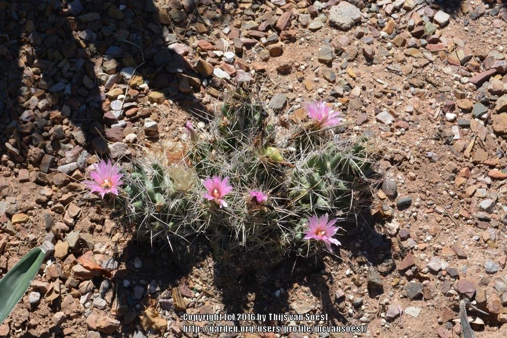 Photo of Nipple Beehive Cactus (Pelecyphora macromeris subsp. macromeris) uploaded by mcvansoest