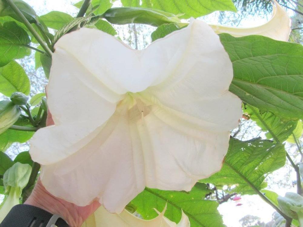 Photo of Angel Trumpet (Brugmansia 'Snow White') uploaded by payton1