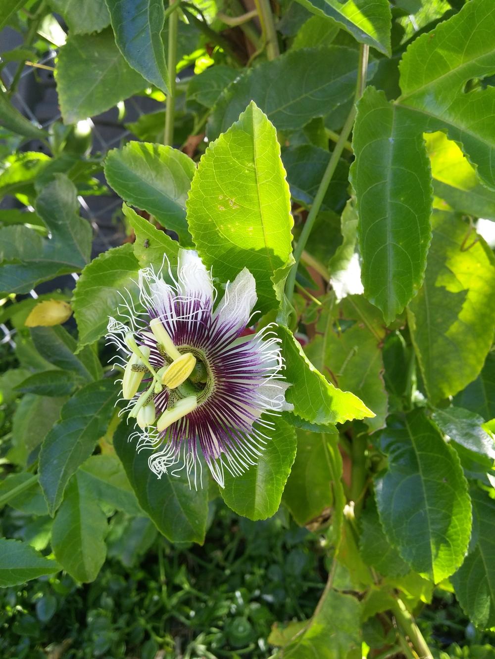 Photo of Passionfruit (Passiflora edulis 'Frederick') uploaded by thomas