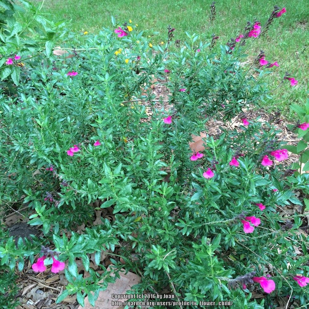 Photo of Autumn Sage (Salvia greggii) uploaded by tx_flower_child
