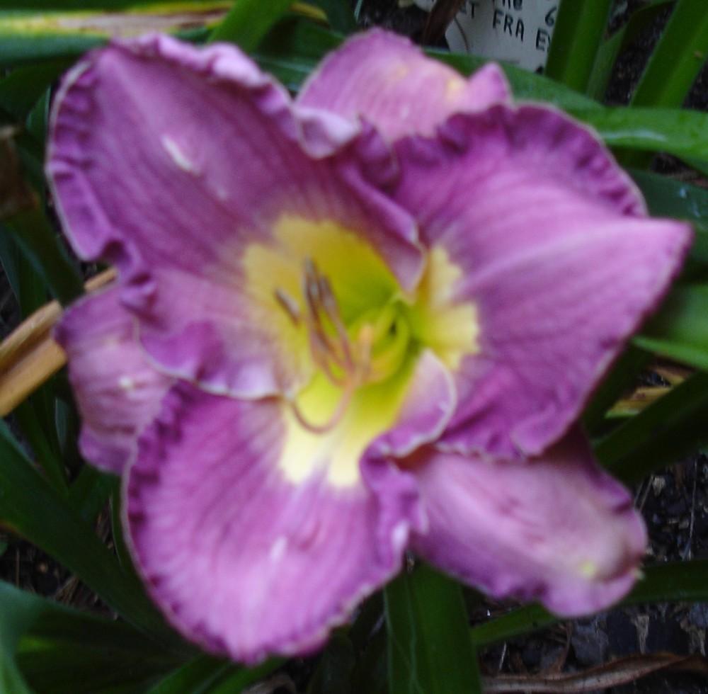 Photo of Daylily (Hemerocallis 'Ultraviolet Mood') uploaded by Sscape