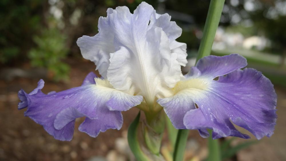 Photo of Tall Bearded Iris (Iris 'Clarence') uploaded by Tienito