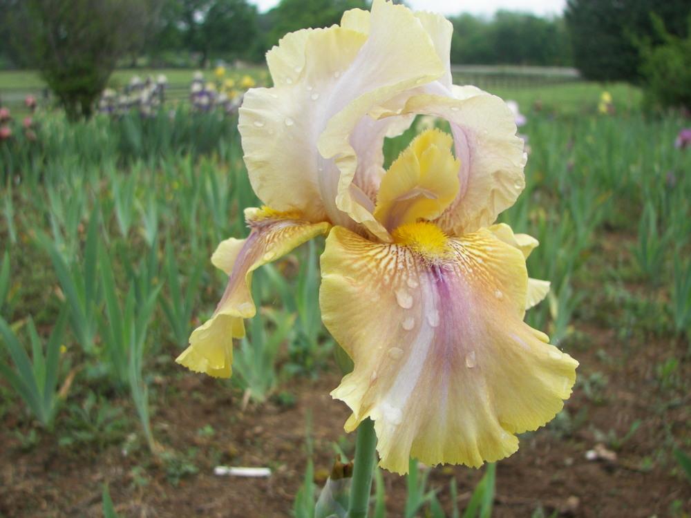 Photo of Tall Bearded Iris (Iris 'Polish Princess') uploaded by alilyfan