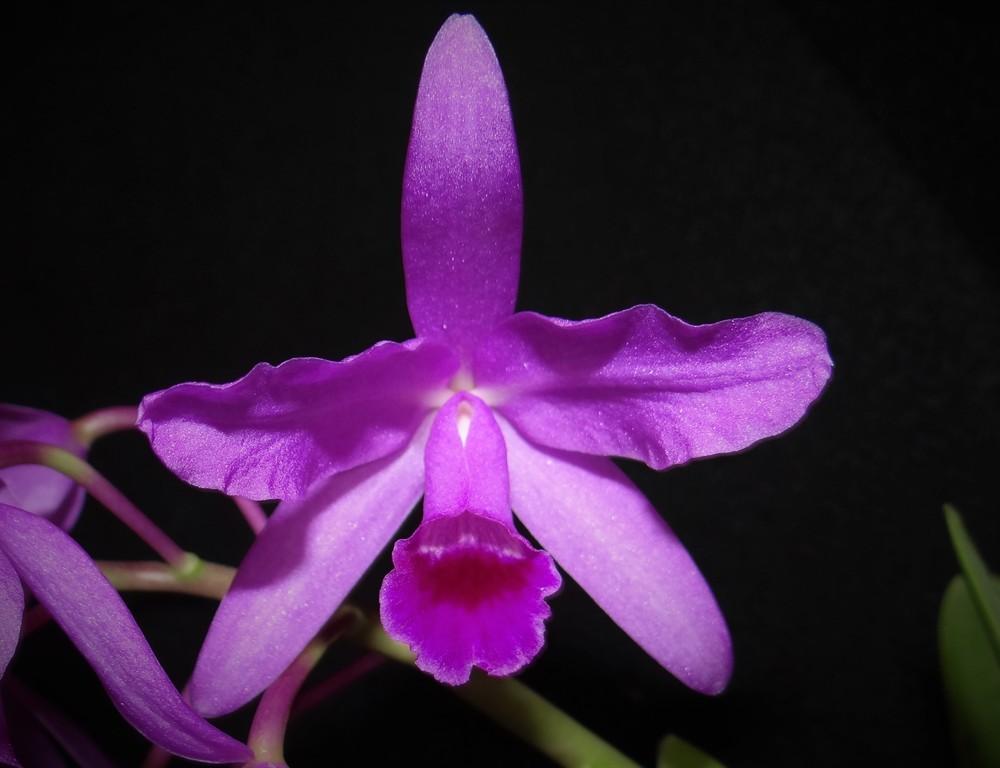 Photo of Bowring's Guarianthe Orchid (Guarianthe bowringiana) uploaded by hawkarica