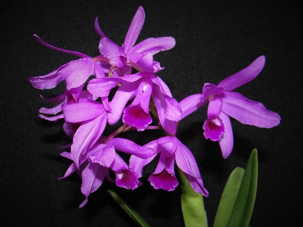 Photo of Bowring's Guarianthe Orchid (Guarianthe bowringiana) uploaded by hawkarica
