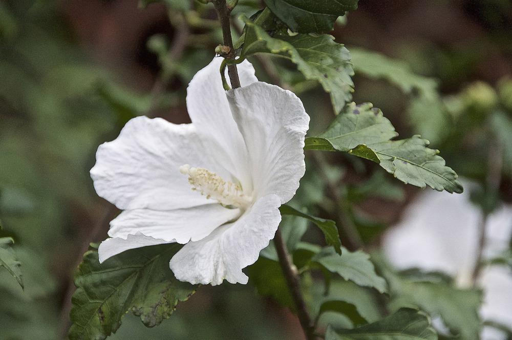 Photo of Althea (Hibiscus syriacus 'Diana') uploaded by Fleur569