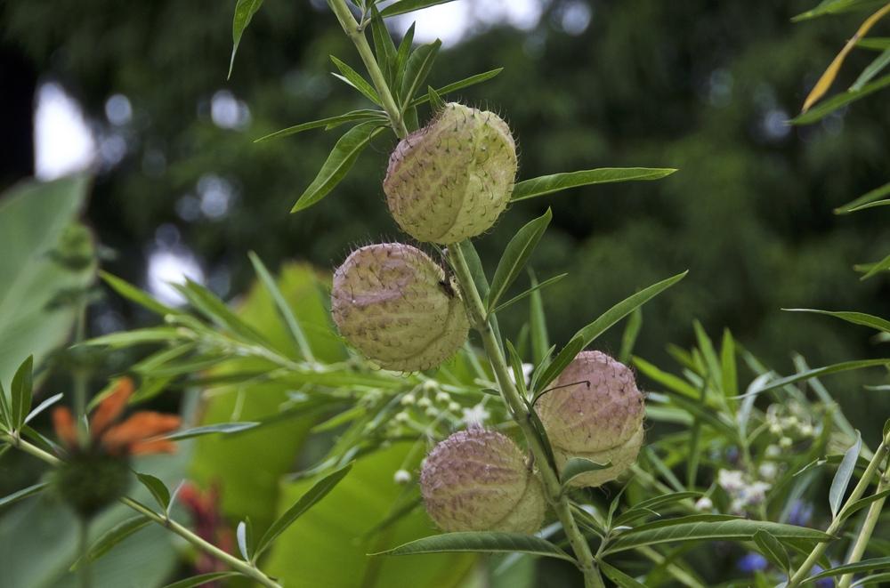 Photo of Hairy Balls (Gomphocarpus physocarpus) uploaded by Fleur569