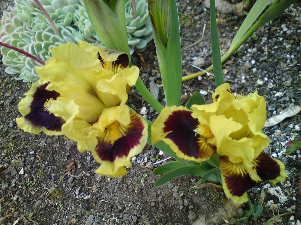 Photo of Standard Dwarf Bearded Iris (Iris 'Ultimate') uploaded by LynDC