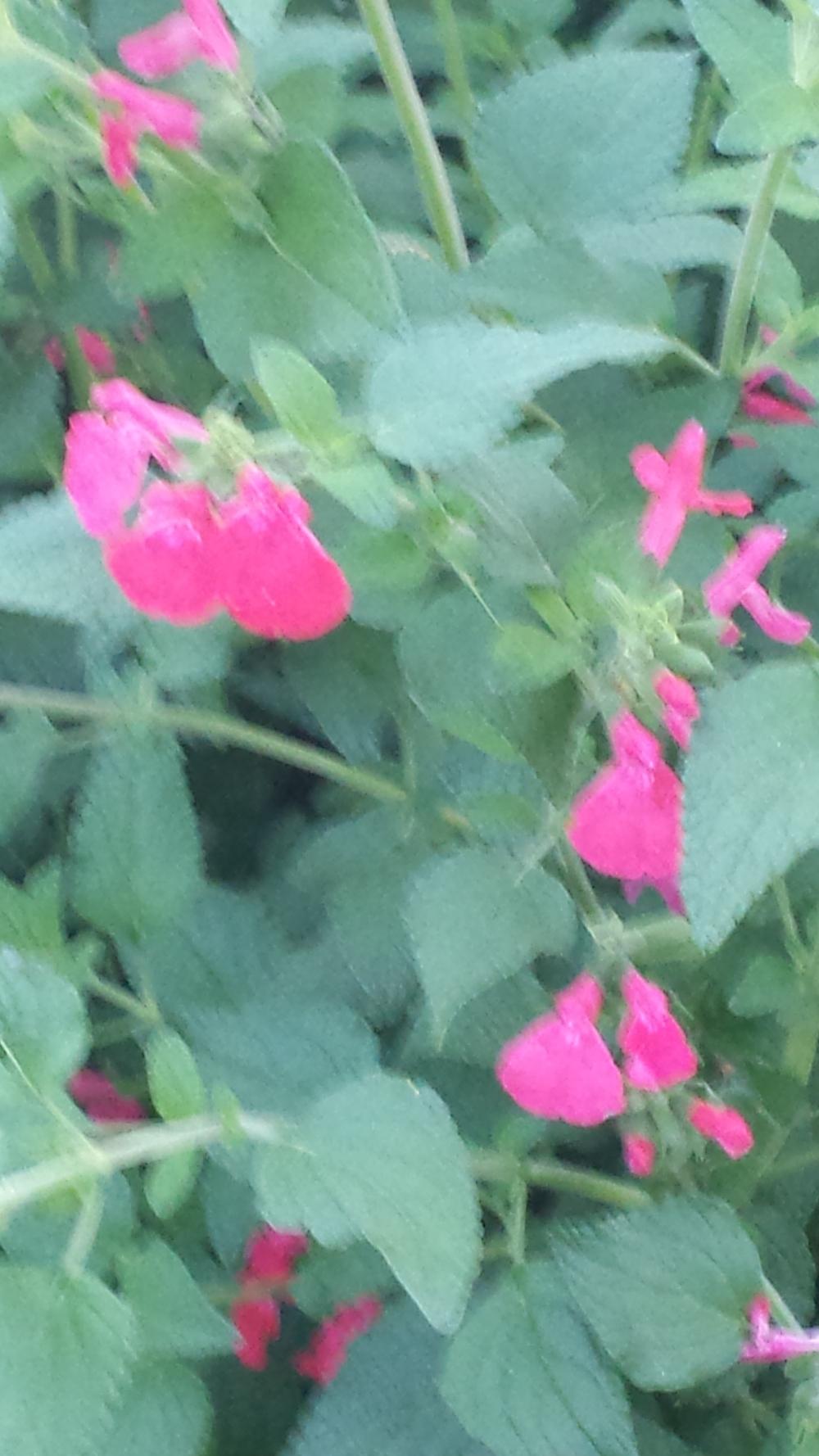 Photo of Baby Sage (Salvia microphylla 'Wild Watermelon') uploaded by TomThumb