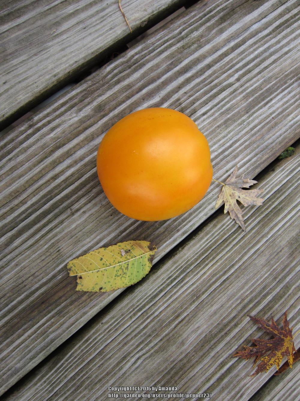 Photo of Tomato (Solanum lycopersicum 'Dad's Sunset') uploaded by pepper23