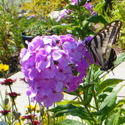 Location: Nora's Garden - Castlegar, B.C.
Date: 2016-08-04
 11:34am. The Swallowtail loves the nectar of this Phlox.