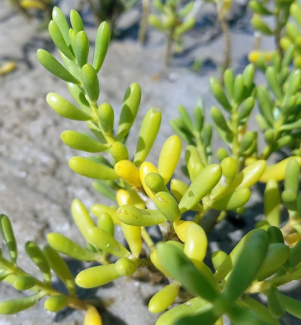 Photo of Pickleweed (Batis maritima) uploaded by JamesAcclaims