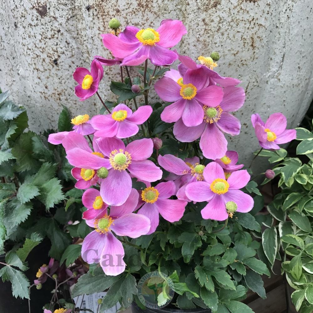 Photo of Japanese Anemone (Eriocapitella hupehensis 'Pretty Lady Diana') uploaded by Patty