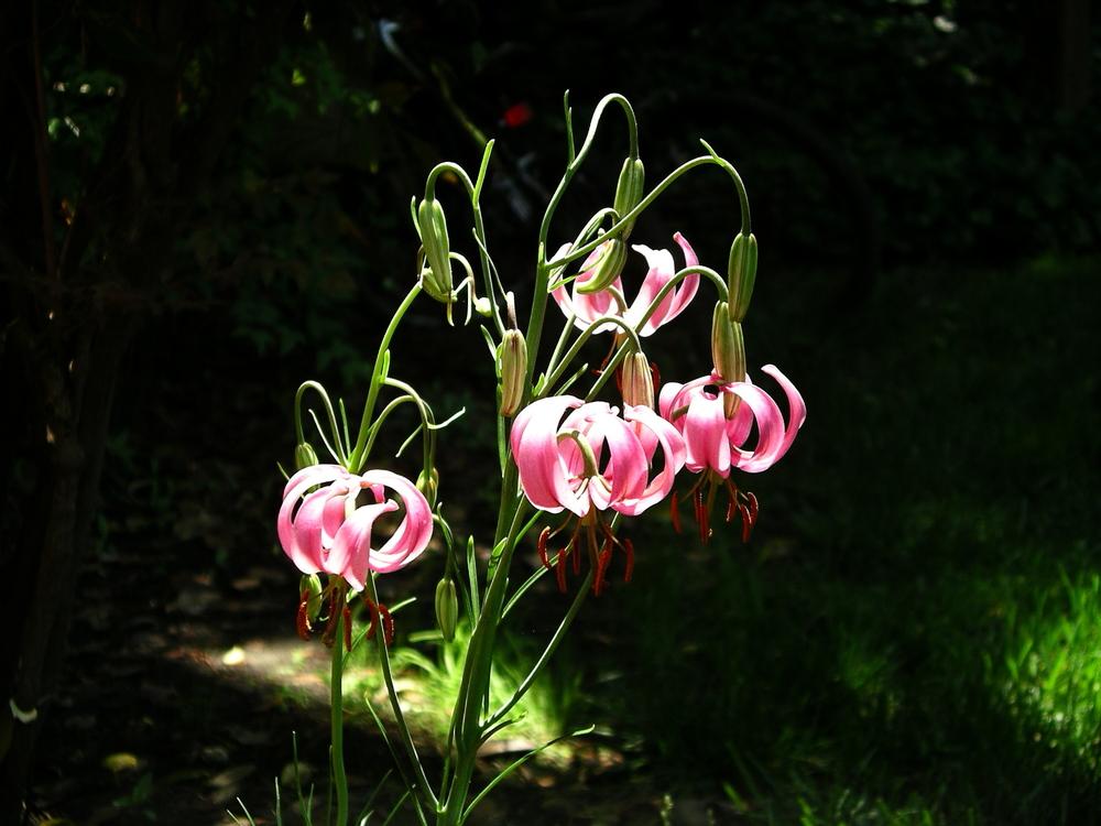 Photo of Martagon Lily (Lilium martagon) uploaded by delicatustraba