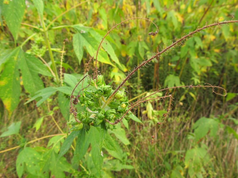 Photo of Giant Ragweed (Ambrosia trifida) uploaded by jmorth
