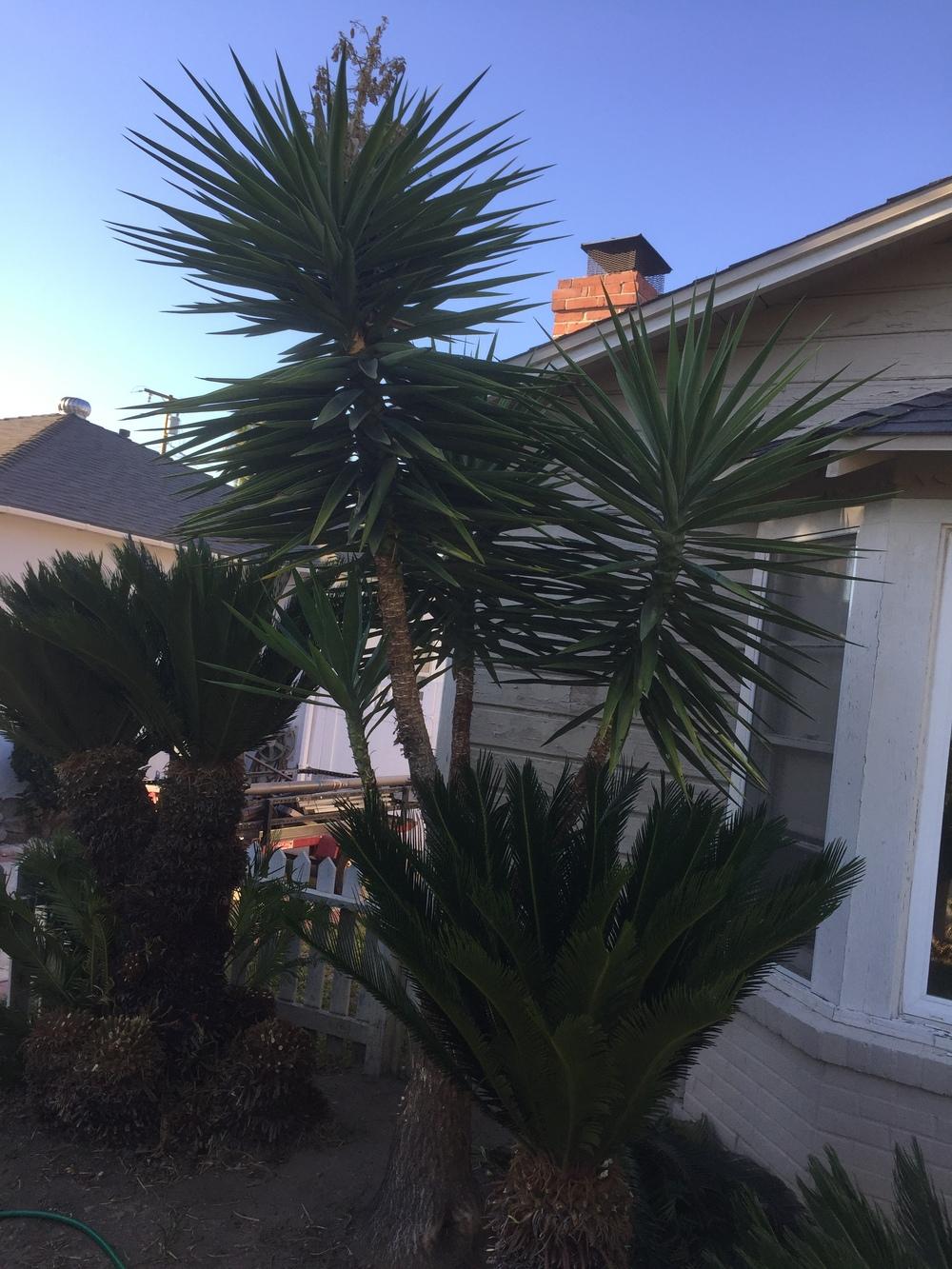 Photo of Spineless Yucca (Yucca gigantea) uploaded by Englishgardener