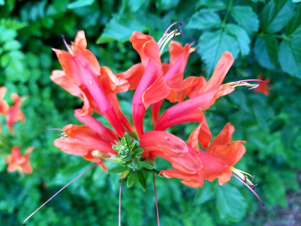 Photo of Cape Honeysuckle (Tecoma capensis) uploaded by JamesAcclaims