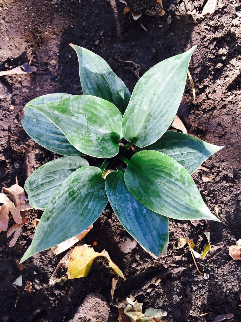 Photo of Hosta 'Silver Bay' uploaded by SpringGreenThumb