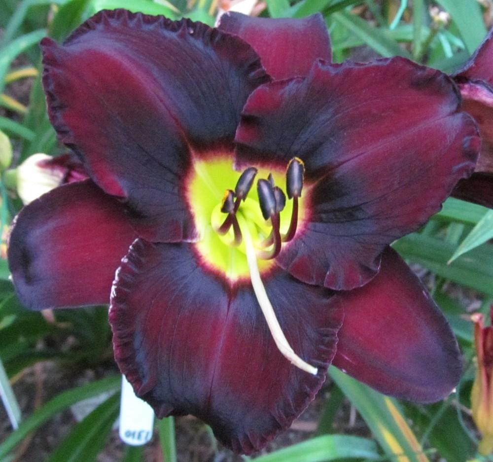 Photo of Daylily (Hemerocallis 'Black Ambrosia') uploaded by Sscape