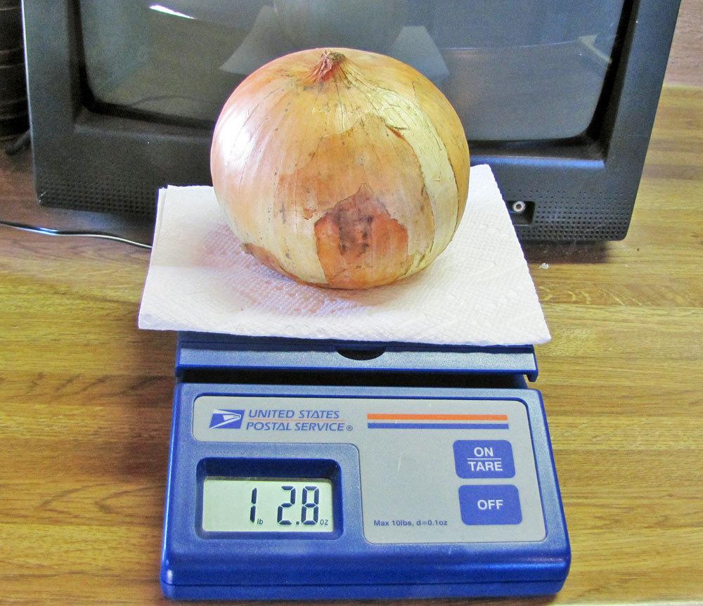 Photo of Onion (Allium cepa 'Copra') uploaded by TBGDN