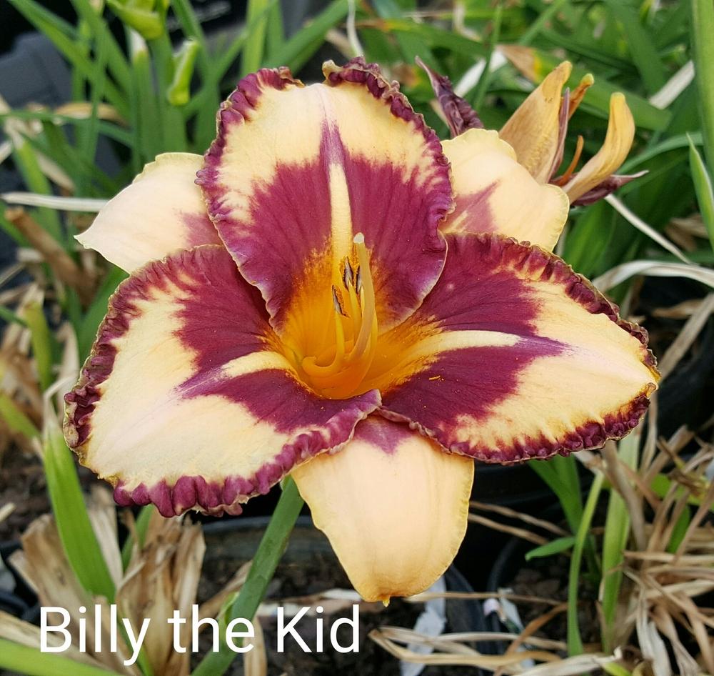 Photo of Daylily (Hemerocallis 'Billy the Kid') uploaded by TammyB
