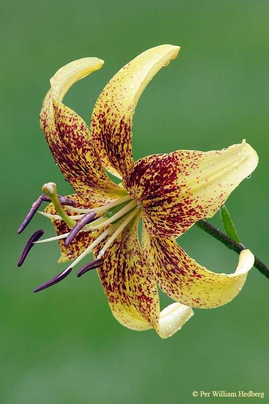 Photo of Lily (Lilium 'Trejdeksnis') uploaded by William
