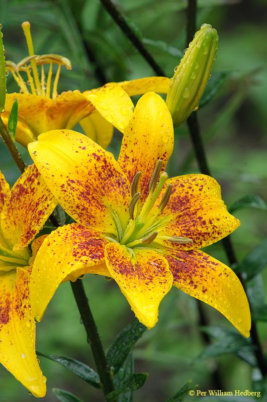 Photo of Lily (Lilium 'Saules Bralis') uploaded by William