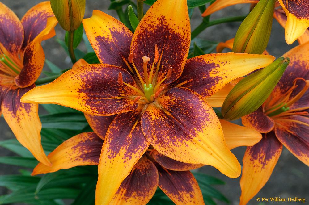 Photo of Lily (Lilium 'Vezuvs') uploaded by William