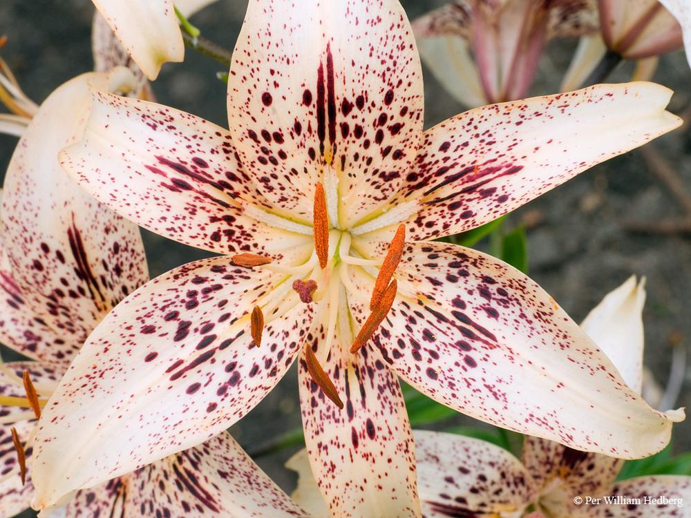 Photo of Lily (Lilium 'Morzes Kods') uploaded by William