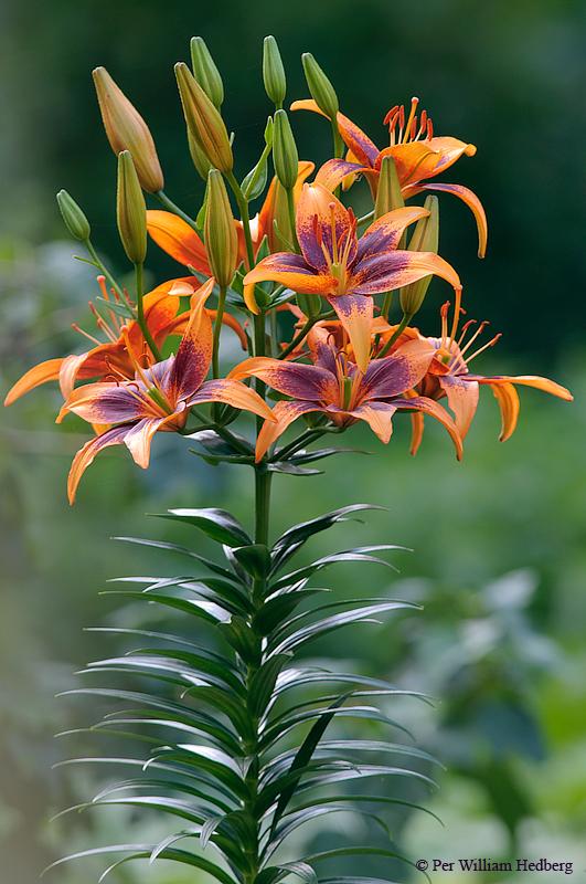 Photo of Lily (Lilium 'Vezuvs') uploaded by William