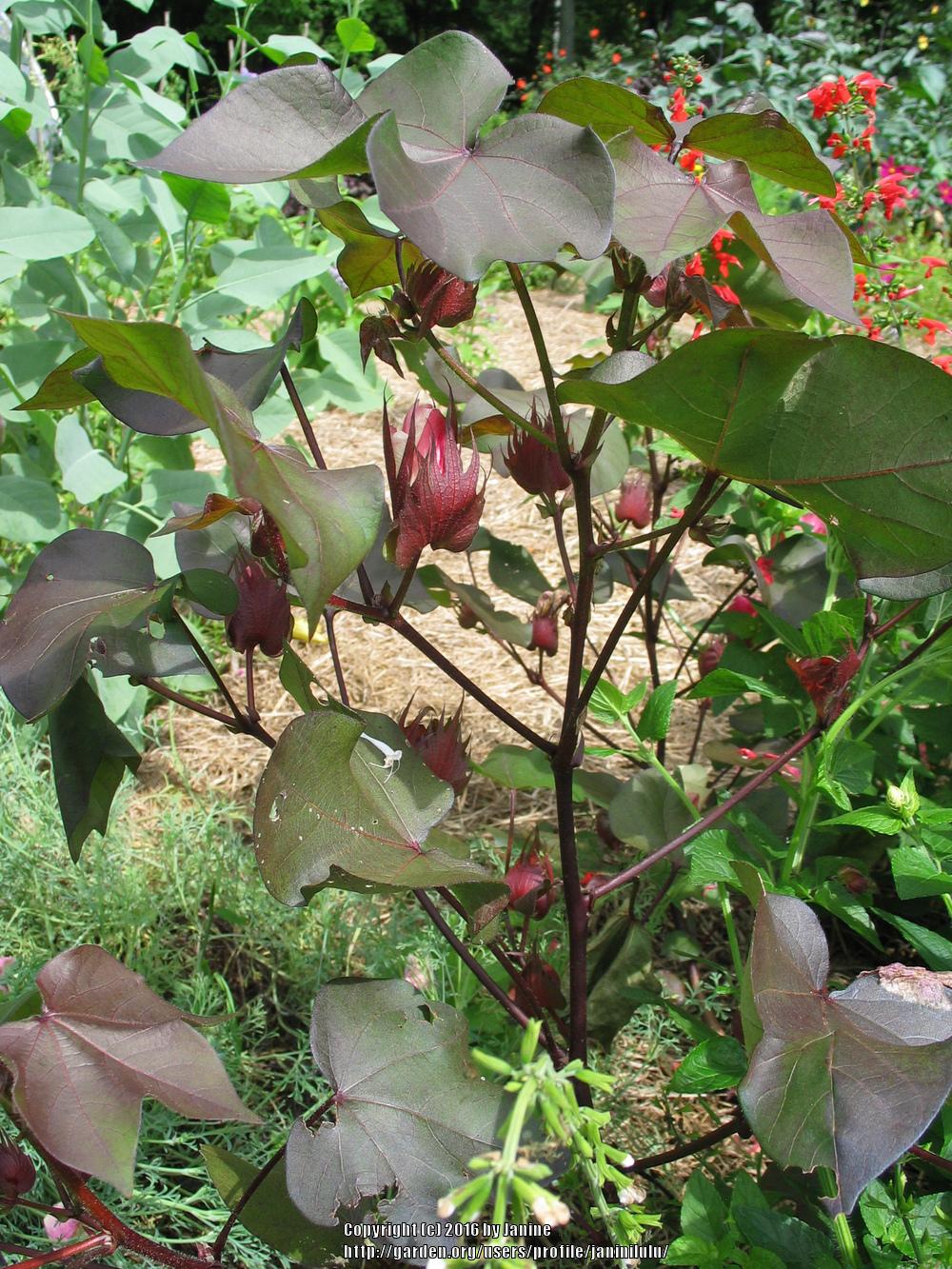 Photo of Cotton (Gossypium 'Red Foliated') uploaded by janinilulu