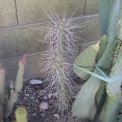Location: Mesa, AZ.
Date: 2013-10-25
Tephrocactus articulatus var. syringacanthus