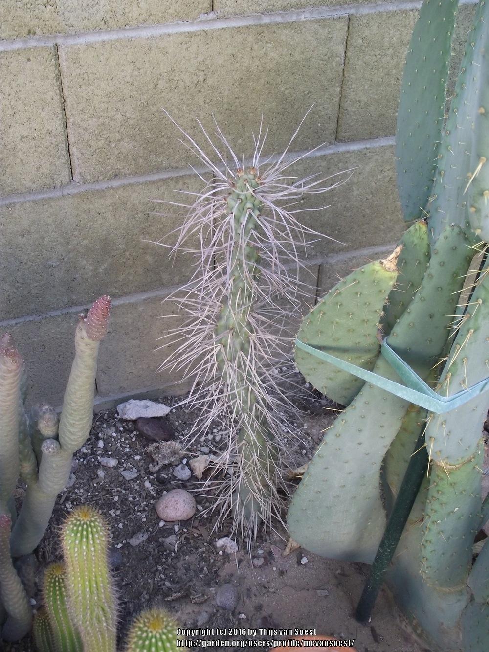 Photo of Papery Spine Cactus (Tephrocactus articulatus) uploaded by mcvansoest