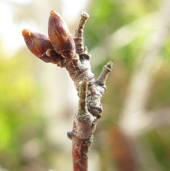 Photo of Silver Birch (Betula pendula) uploaded by robertduval14