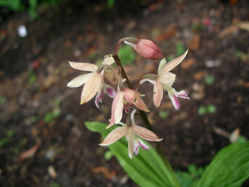 Photo of Orchid (Calanthe Hizen) uploaded by delicatustraba