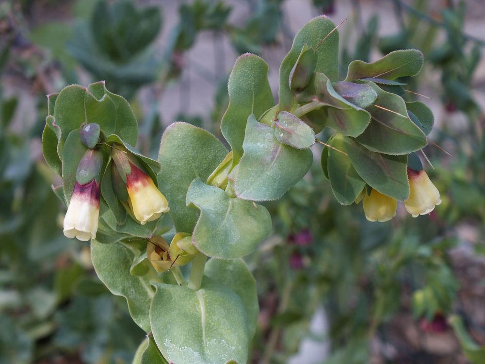 Photo of Honeywort (Cerinthe major 'Rhubarb and Custard') uploaded by DomehomeDee
