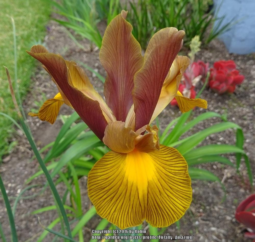 Photo of Dutch Iris (Iris x hollandica 'Lion King.') uploaded by Totally_Amazing