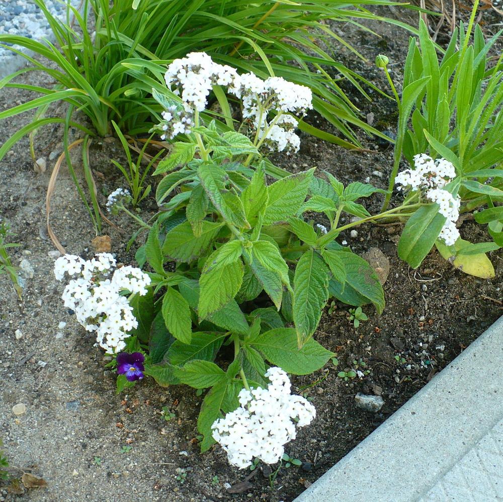 Photo of Heliotrope (Heliotropium arborescens Marino™ White) uploaded by HemNorth