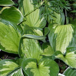 Location: Riverview, Robson, B.C.
Date: 2008-07-18
 7:00 pm.  Beautiful thick and irregular, darker green margins