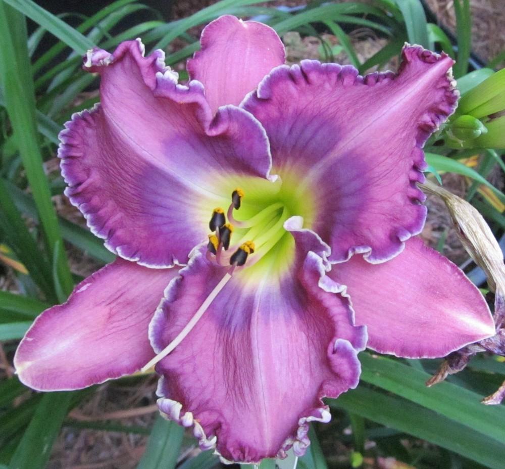Photo of Daylily (Hemerocallis 'Purple Peace') uploaded by Sscape
