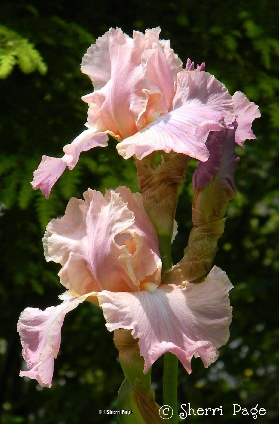 Photo of Tall Bearded Iris (Iris 'Pond Lily') uploaded by SherriRaye