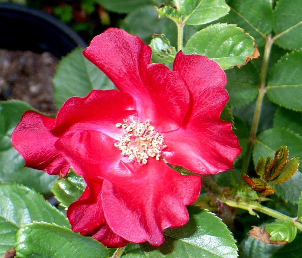 Photo of Rose (Rosa 'Robusta') uploaded by HemNorth