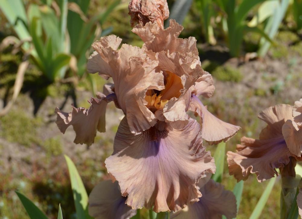 Photo of Tall Bearded Iris (Iris 'Buongiorno') uploaded by KentPfeiffer