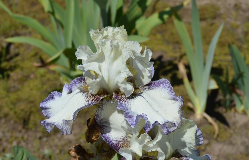 Photo of Tall Bearded Iris (Iris 'Brushwork') uploaded by KentPfeiffer
