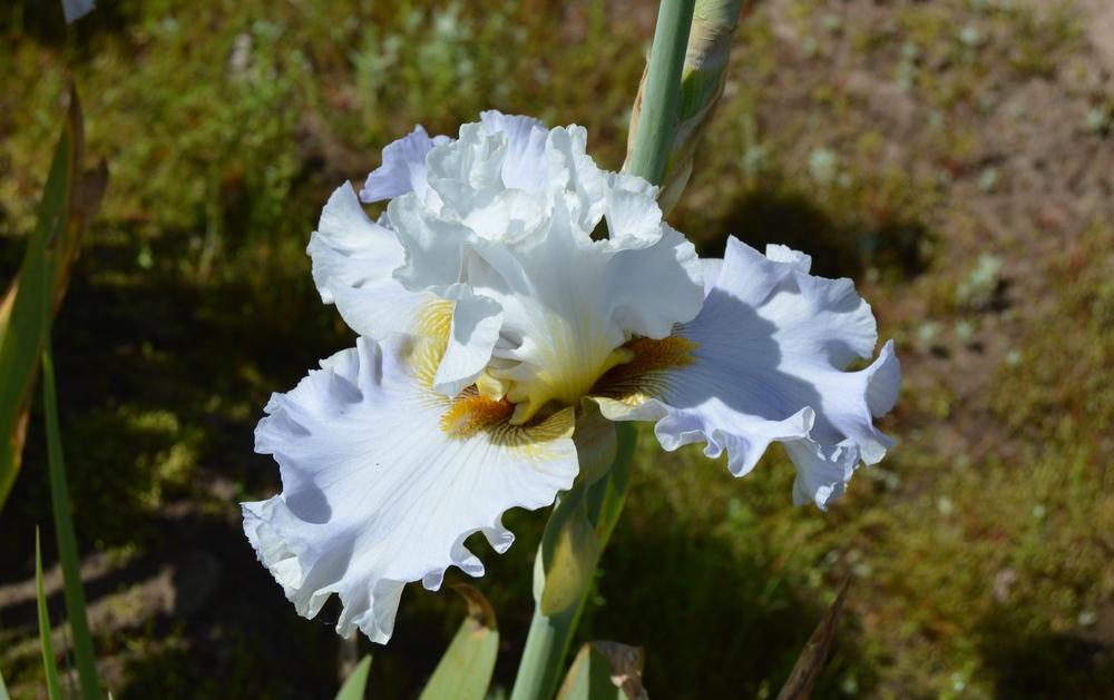 Photo of Tall Bearded Iris (Iris 'Bubbles All Round') uploaded by KentPfeiffer