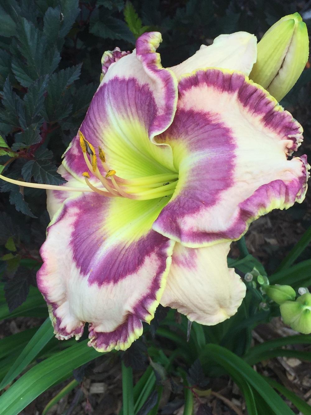 Daylilies forum Can you pick the top 3 plants from your