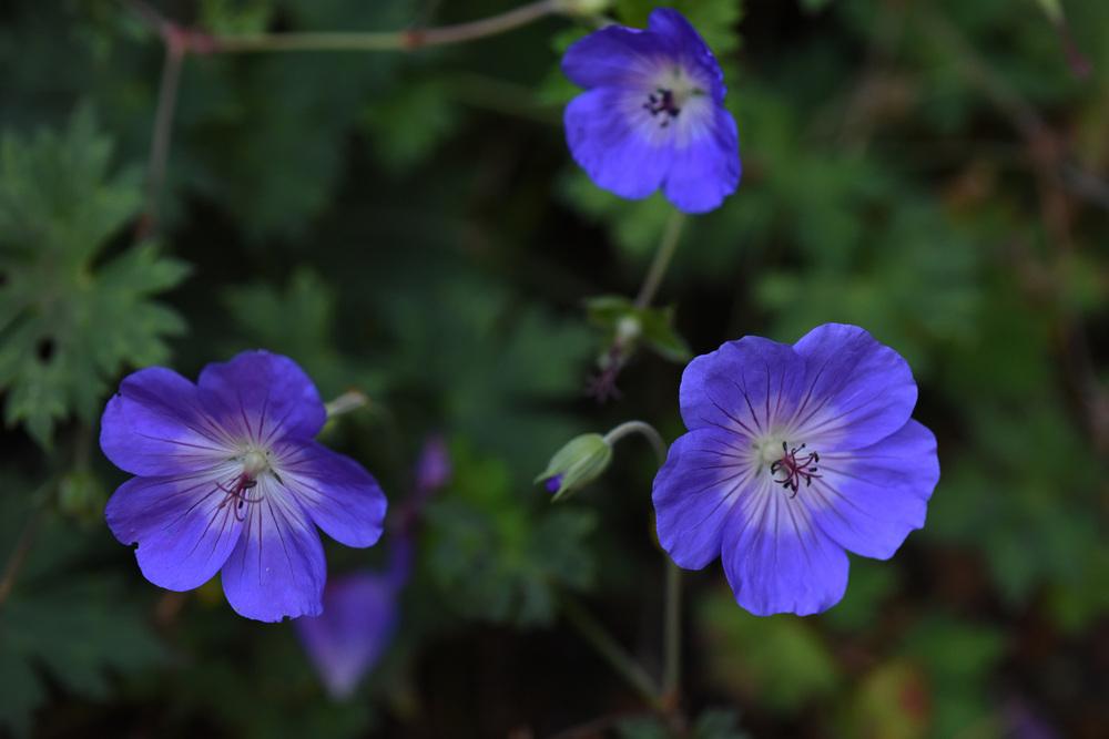 Photo of Geranium Rozanne® uploaded by cliftoncat