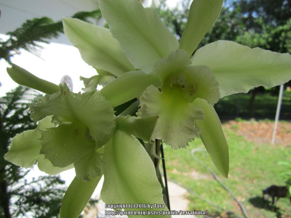 Photo of Corsage Orchid (Rhyncholaeliocattleya Ports of Paradise 'Emerald Isle') uploaded by terrafirma