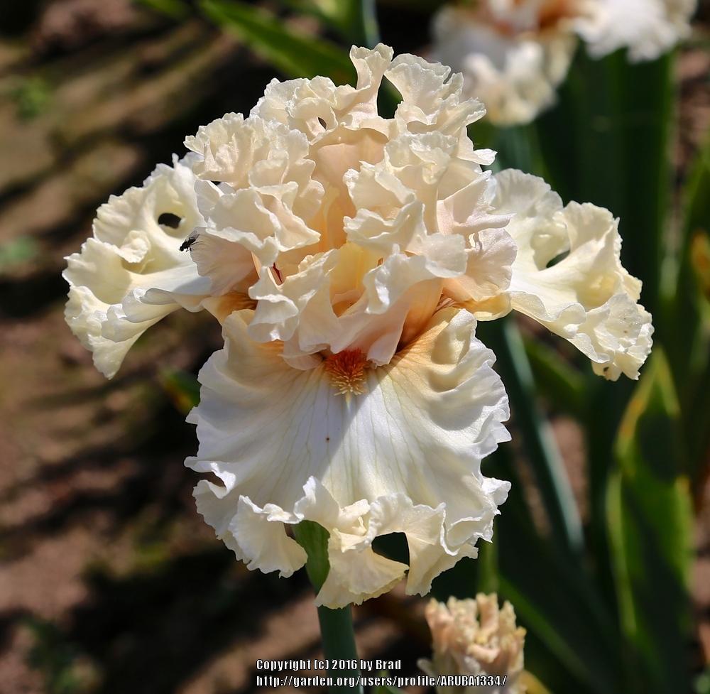 Photo of Tall Bearded Iris (Iris 'Shattered Glass') uploaded by ARUBA1334